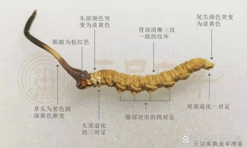 祛湿胶囊-二除湿胶囊说明书网 - 网站提供除湿胶囊都有哪几种小常识、去湿胶囊
